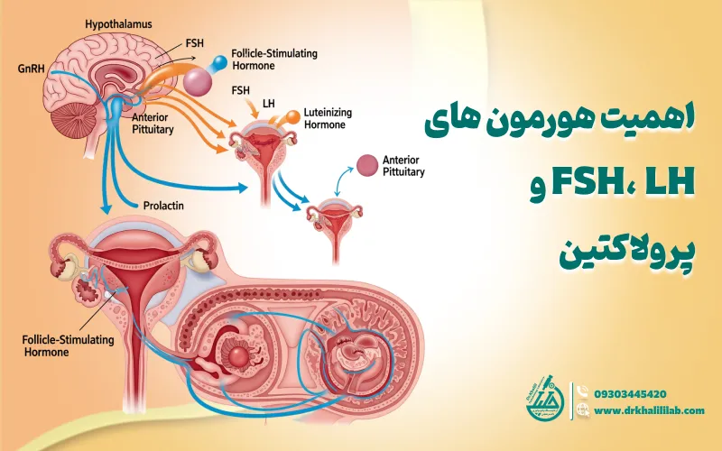 چرا FSH، LH و پرولاکتین در باروری مهم هستند؟
